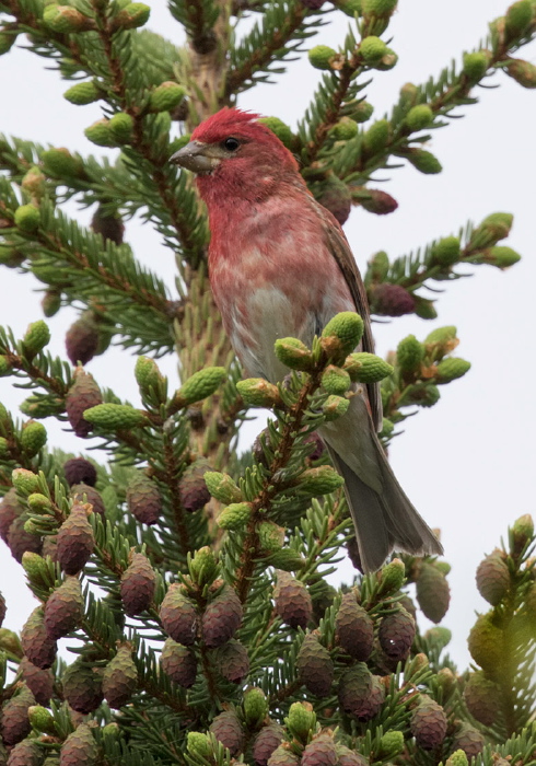 Haemorhous purpureus Fringillidae