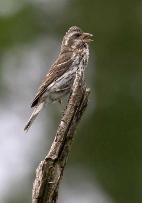 Haemorhous purpureus Fringillidae