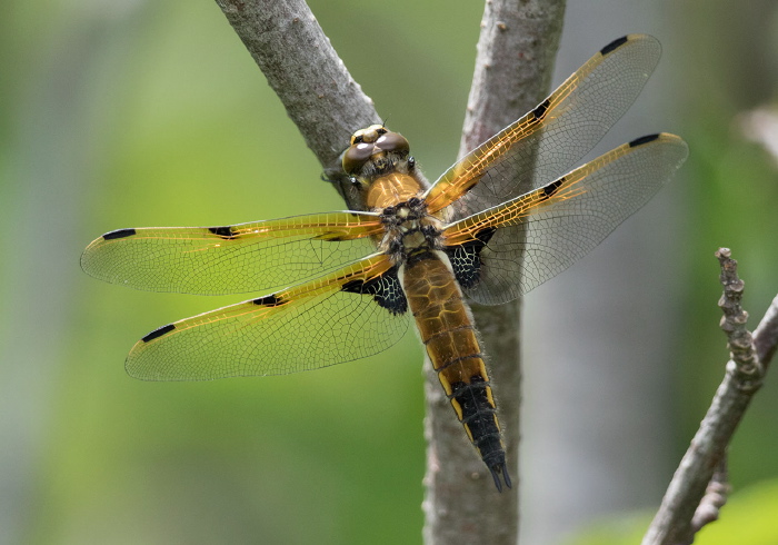 Libellula quadrimaculata Libellulidae