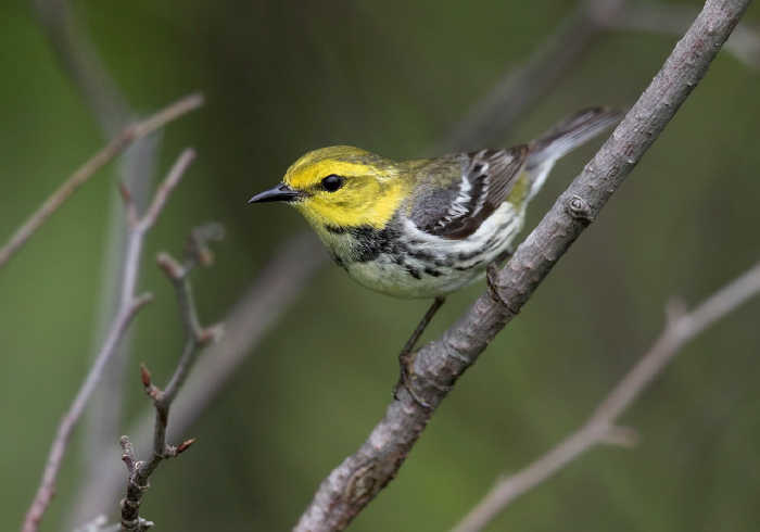 Setophaga virens Parulidae