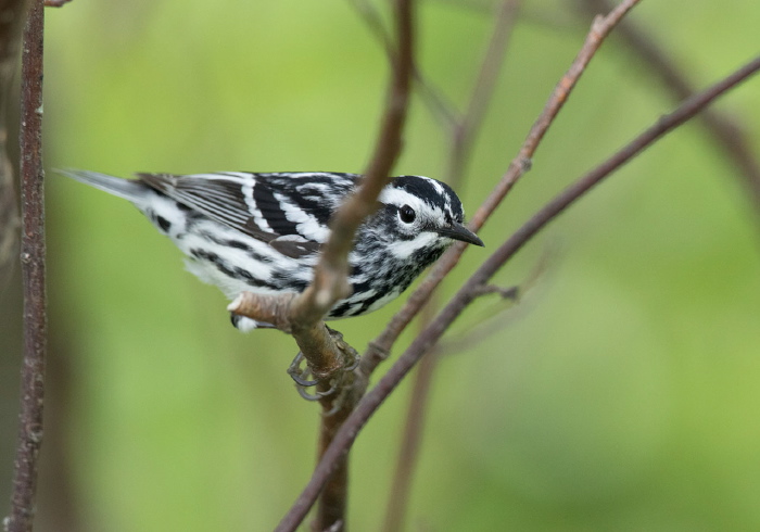 Mniotilta varia Parulidae