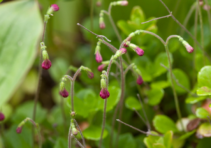 Linnaea borealis Caprifoliaceae