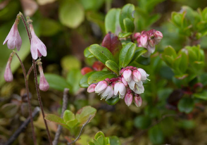 Vaccinium vitis-idaea Ericaceae
