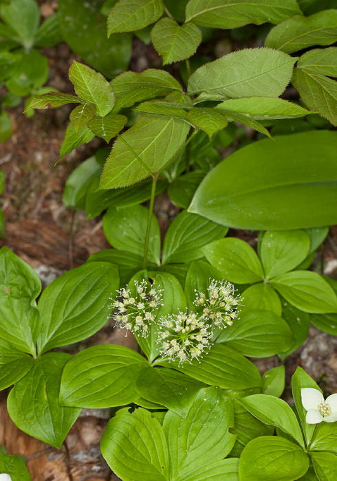 Aralia nudicaulis Araliaceae