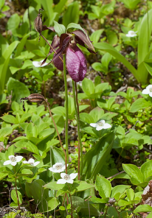 Cypripedium acaule Orchidaceae