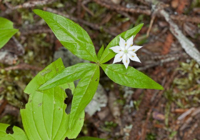 Trientalis borealis Primulaceae