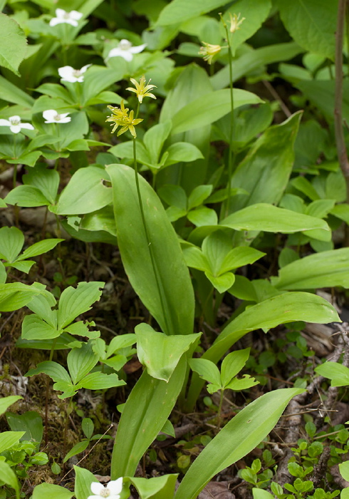Clintonia borealis Liliaceae
