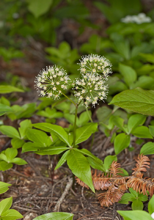 Aralia nudicaulis Araliaceae