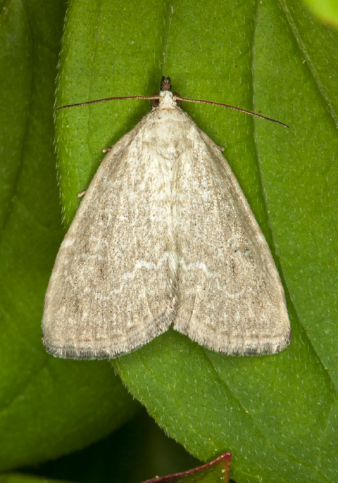 Protodeltote albidula Noctuidae