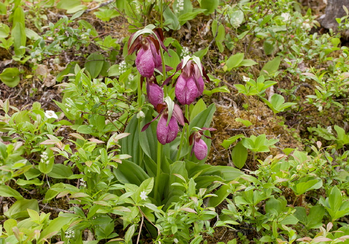 Cypripedium acaule Orchidaceae