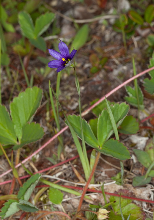 Sisyrinchium montanum/angustifolium Iridaceae