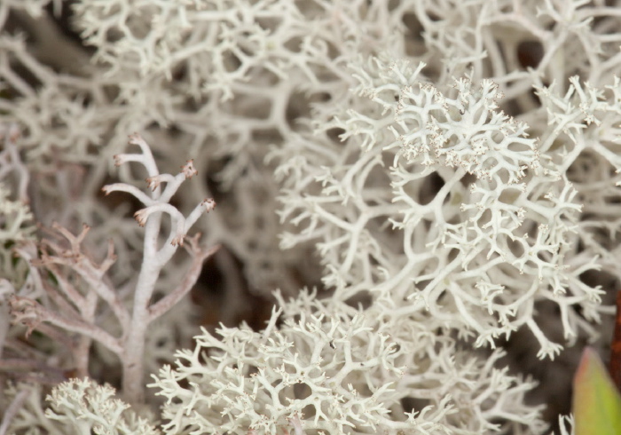 Cladonia rangiferina Cladoniaceae