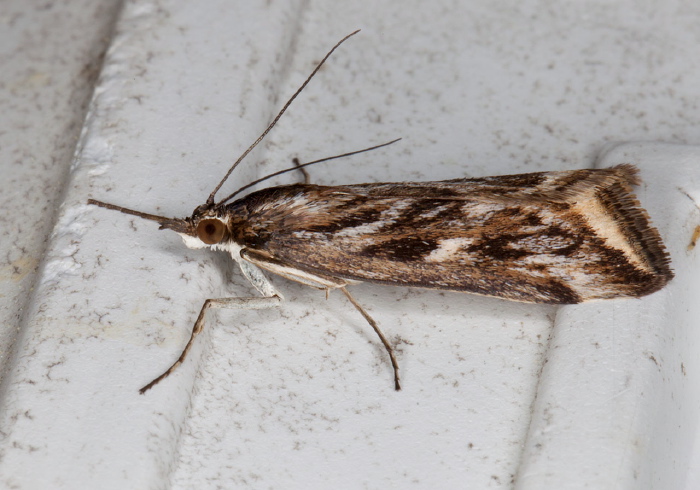 Loxostege cereralis Crambidae