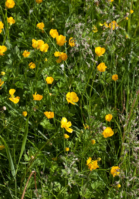 Ranunculus acris? Ranunculaceae