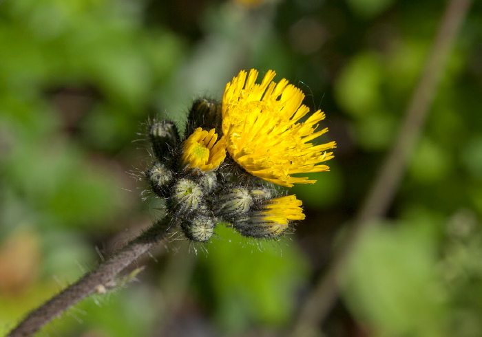 Hieracium sp. Asteraceae
