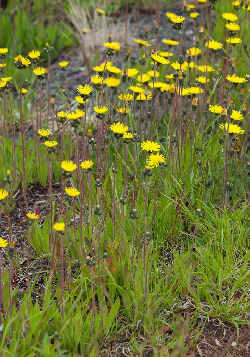 Hieracium sp. Asteraceae