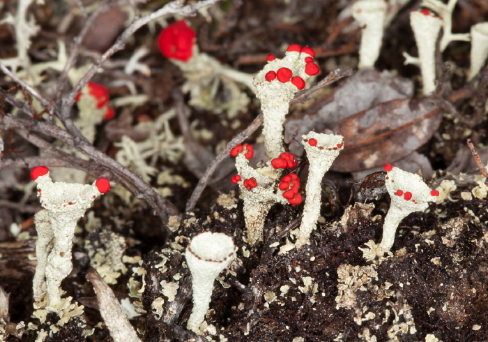 Cladonia pleurota? Cladoniaceae