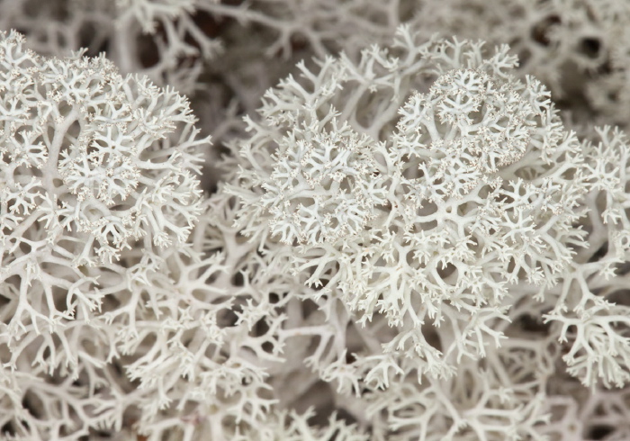 Cladonia rangiferina Cladoniaceae