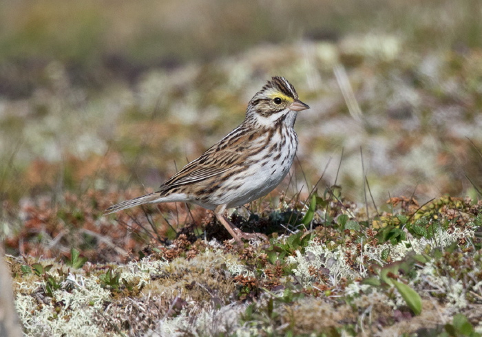 Passerculus sandwichensis labradorius Emberizidae