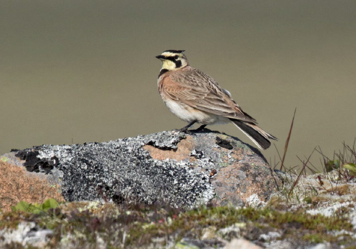 Eremophila alpestris alpestris Alaudidae