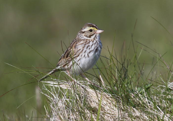 Passerculus sandwichensis labradorius Emberizidae