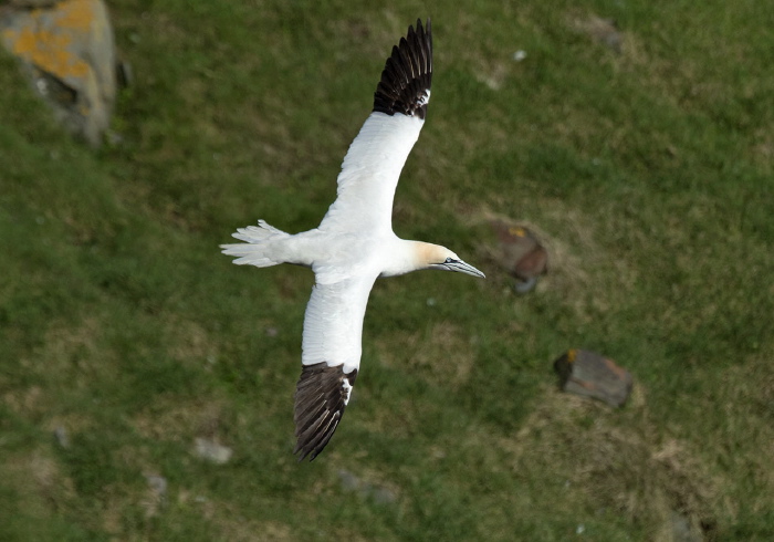 Morus bassanus Sulidae