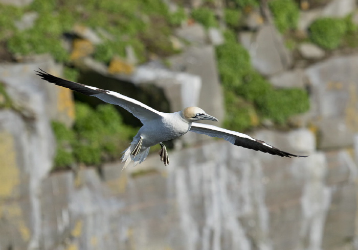 Morus bassanus Sulidae