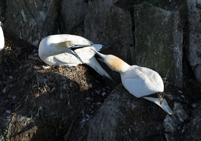 Morus bassanus Sulidae