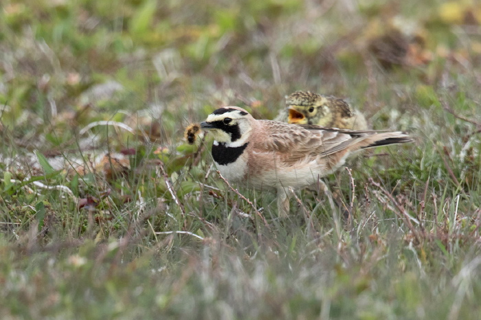 Eremophila alpestris alpestris Alaudidae