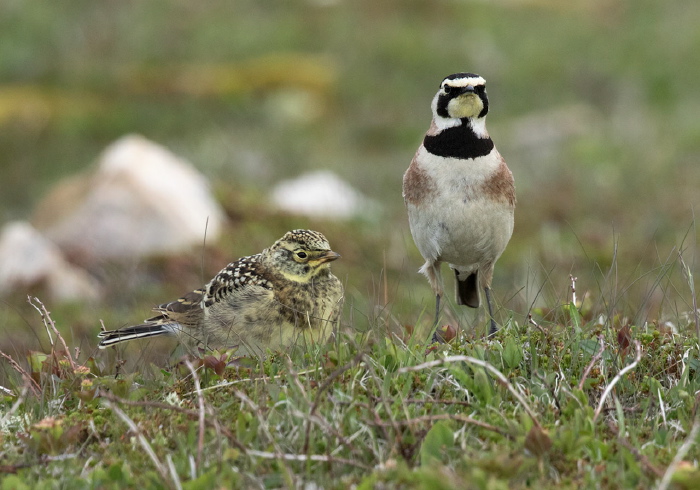 Eremophila alpestris alpestris Alaudidae