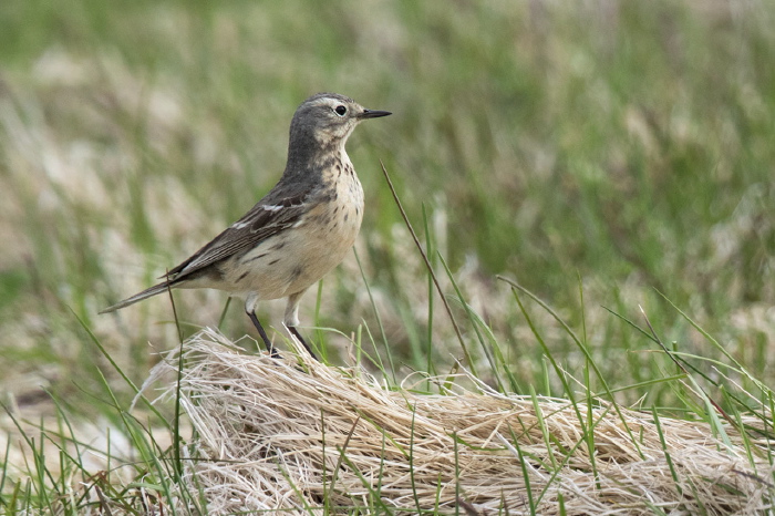 Anthus rubescens Motacillidae