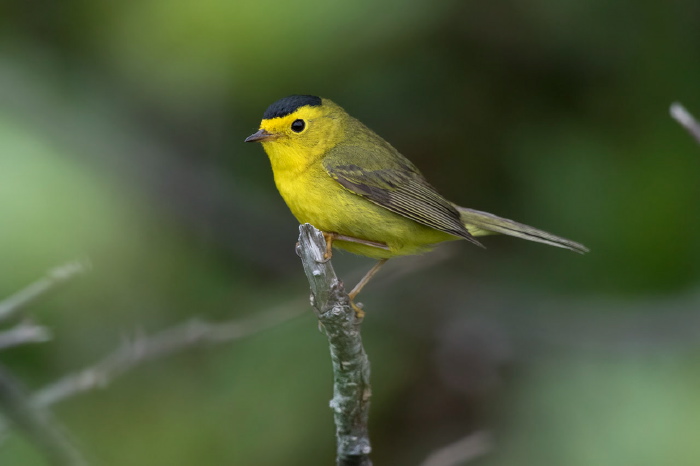 Cardellina pusilla Parulidae
