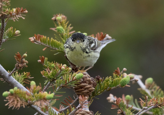 Setophaga striata Parulidae