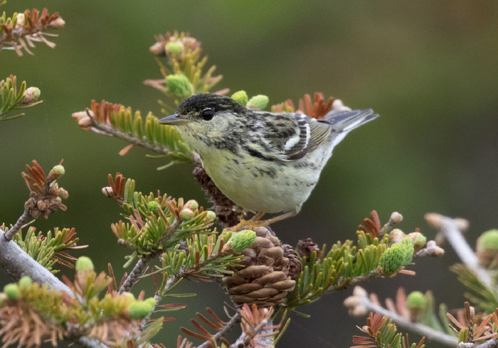 Setophaga striata Parulidae