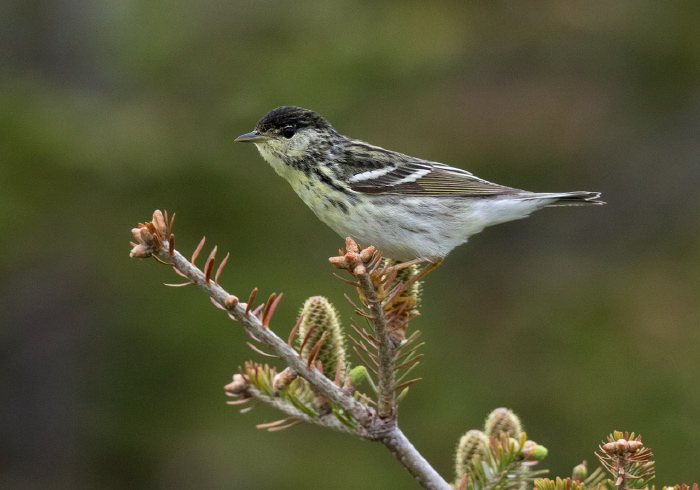 Setophaga striata Parulidae