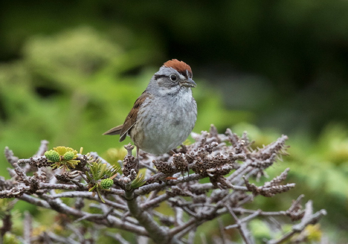 Melospiza georgiana Emberizidae