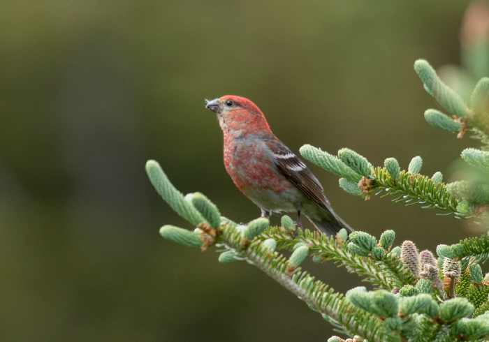 Pinicola enucleator Fringillidae