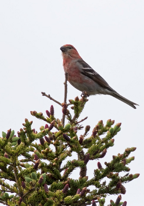 Pinicola enucleator Fringillidae