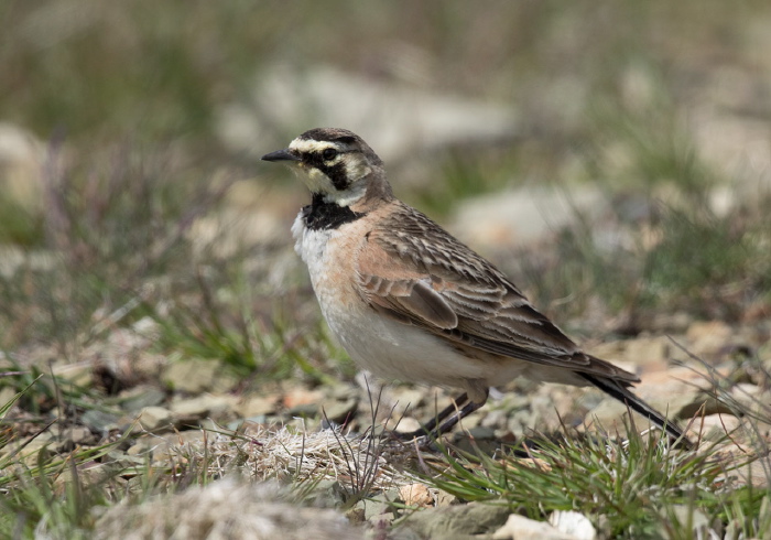 Eremophila alpestris alpestris Alaudidae