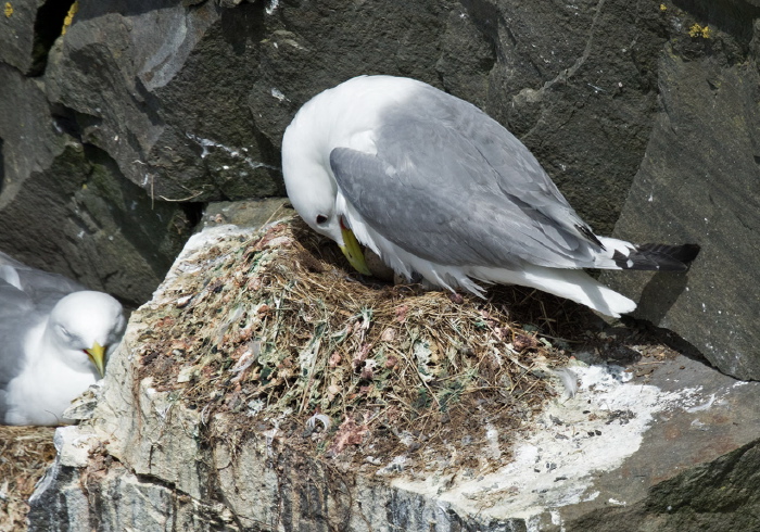 Rissa tridactyla Laridae
