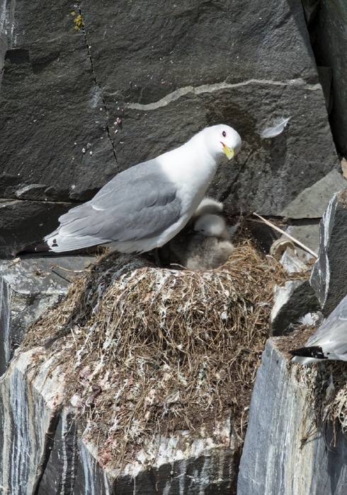 Rissa tridactyla Laridae