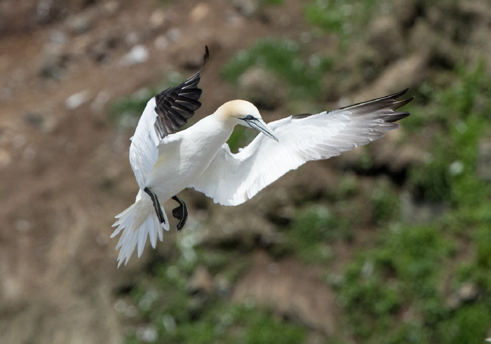Morus bassanus Sulidae