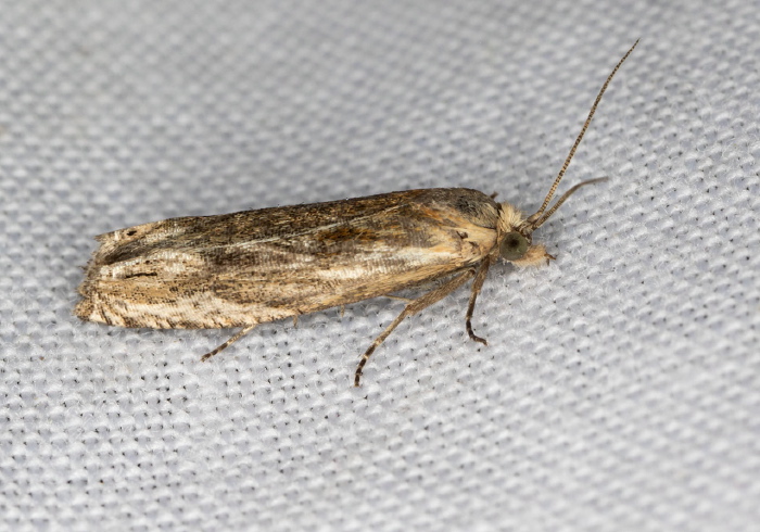 Phaneta sp. Tortricidae