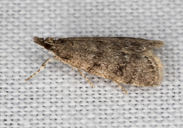 Scoparia penumbralis Crambidae