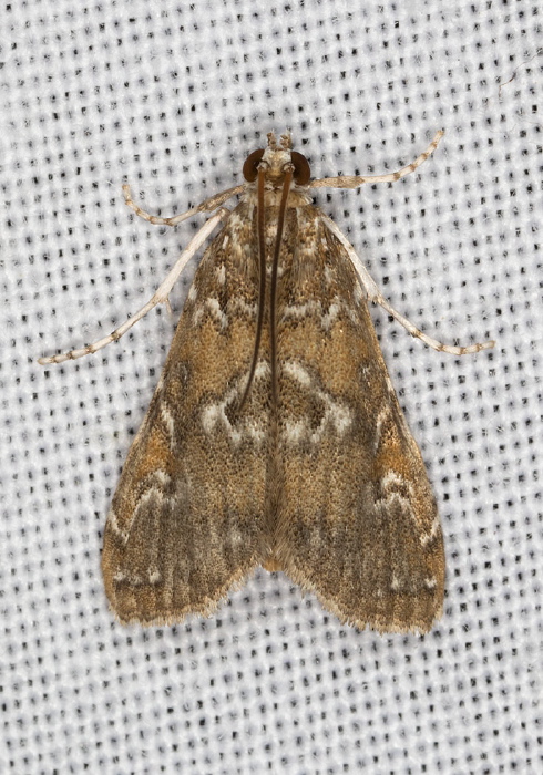 Elophila gyralis Crambidae