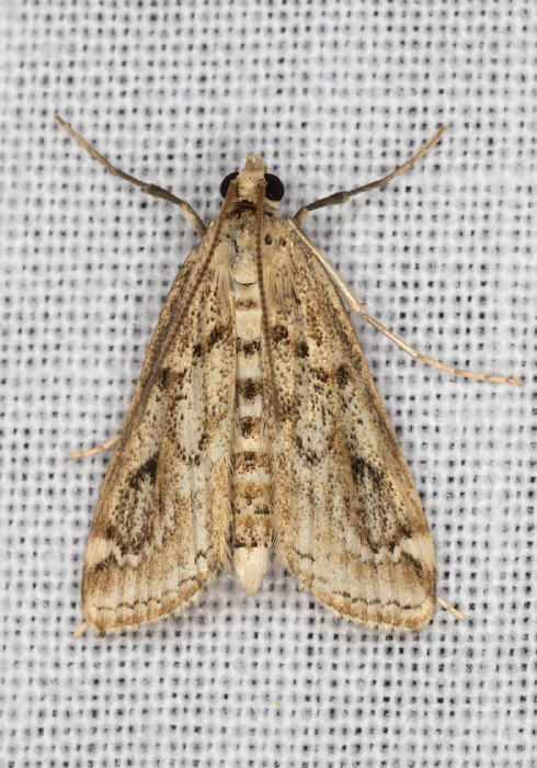 Parapoynx allionealis Crambidae