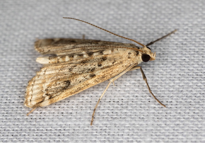 Parapoynx allionealis Crambidae