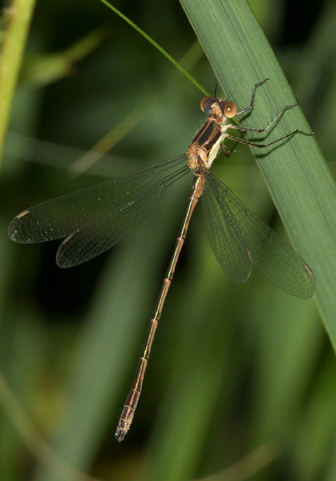 Lestes disjunctus? Lestidae