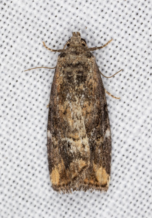 Elaphria versicolor Noctuidae