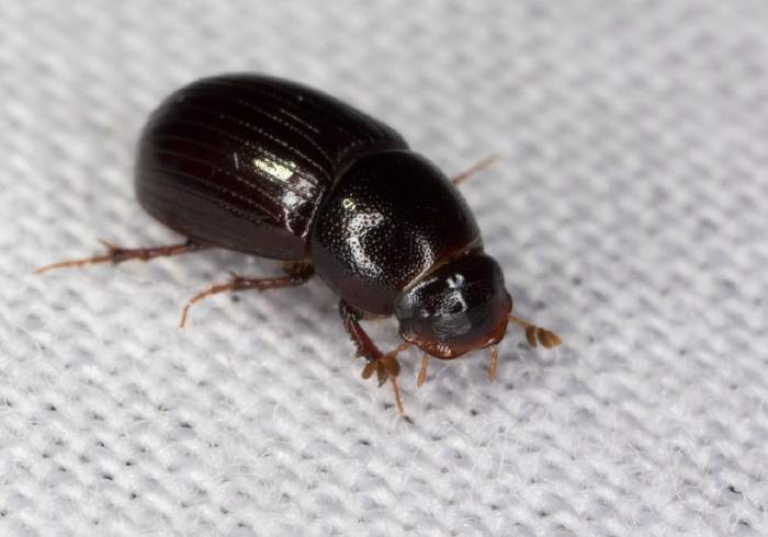 Ataenius (Oscarinus) rusicola Scarabaeidae